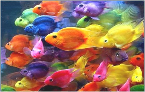 Разноцветные рыбки