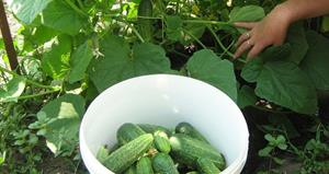 Сборка урожая