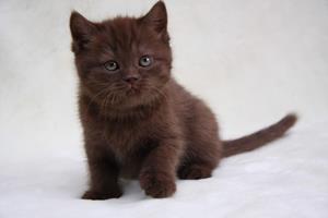 Шоколадный котенок