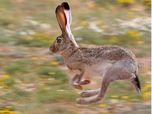 Прыгающий заяц