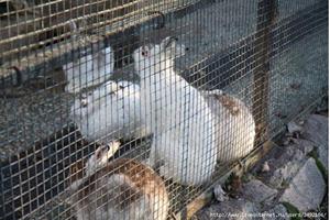 Зайцы в зоопарке