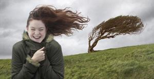 Ветер, раскачивает дерево