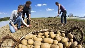 Копание картошки