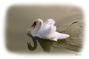 Кричащий лебедь