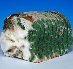 Плесень на еде