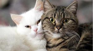 Ухоженные коты