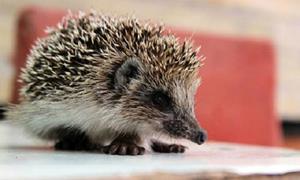 Ёжик в доме