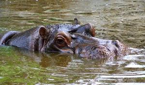 Бегемот в воде