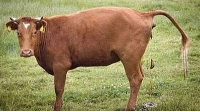 Фекалии, возникающие естественным образом