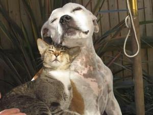 Верный друг