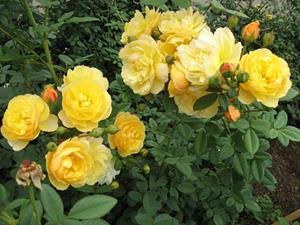 Жёлтые розы