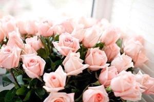 Розовые розы