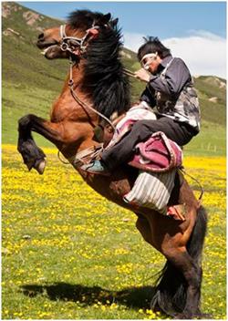 Наездник оседлал скакуна