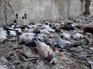 Мёртвые голуби