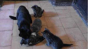 Кошка принесла добычу