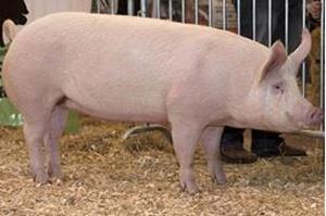 Обычная свинья