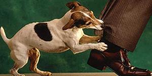 Собака кусает