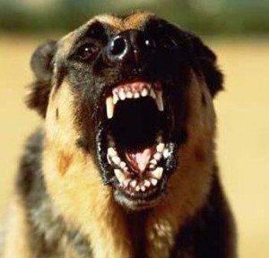 Агрессивная собака