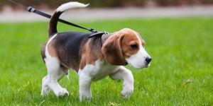 Собака на поводке