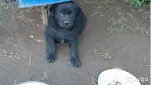 Дворовой щенок