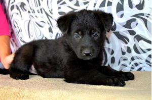 Породистый щенок