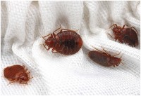 Клопы в постели