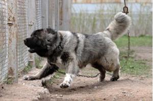 Собака - охранник