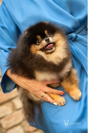 Злая собака на руках у хозяйки