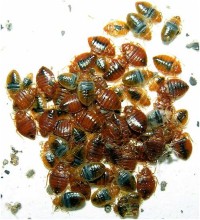 Куча клопов