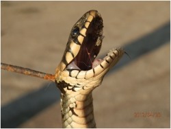 Убийство змеи