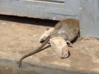 Мертвая мышь в доме