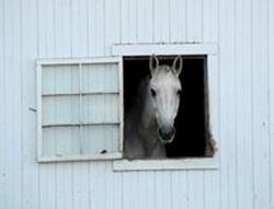 Белая лошадь в окне