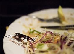 Таракан в салате