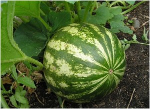 Плод на грядке