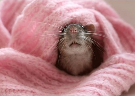 Мордочка выглядывает