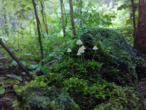 Лес с поганками