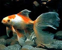 Декоративная рыбка