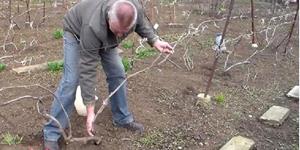 Возрождение старого дела