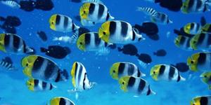 Разноцветные морские обитатели