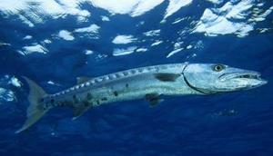 Большая рыбина