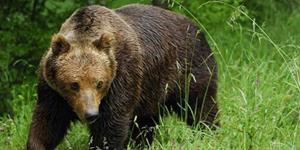 Мишка на полянке