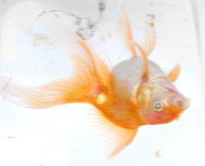 Мертвая рыбка в банке