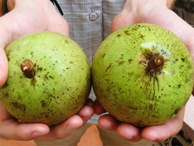 второй размер бюста